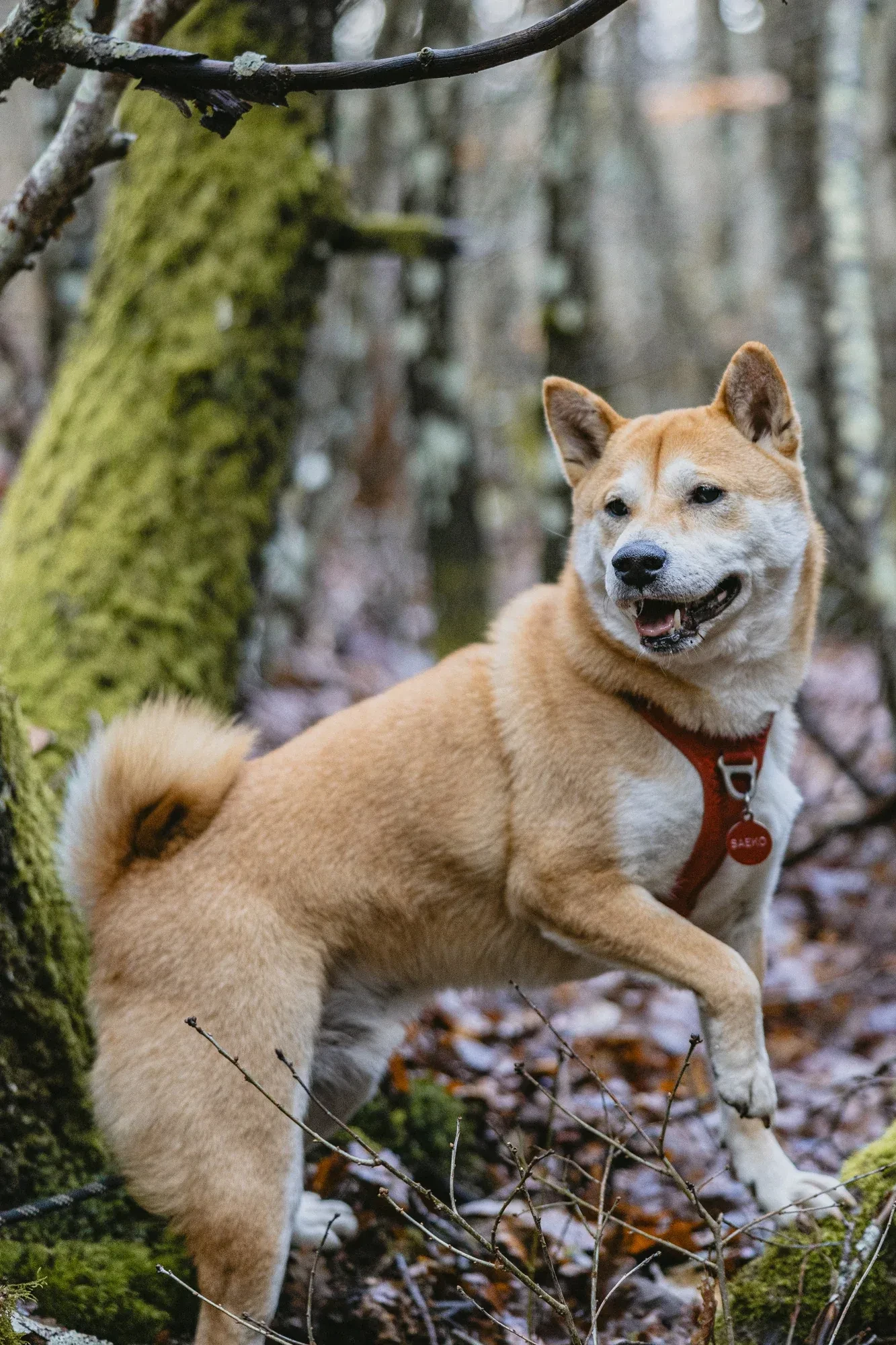 balade-photo-avec-mon-chien.webp balade-photo-avec-mon-chien.webp