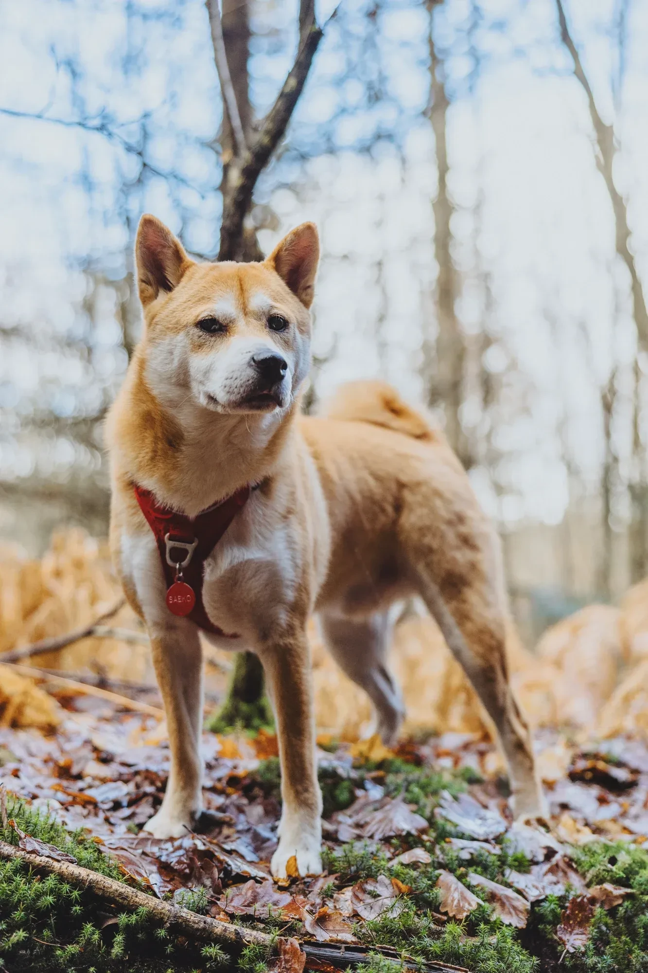 photographe-canin-exterieur-roanne.webp photographe-canin-exterieur-roanne.webp