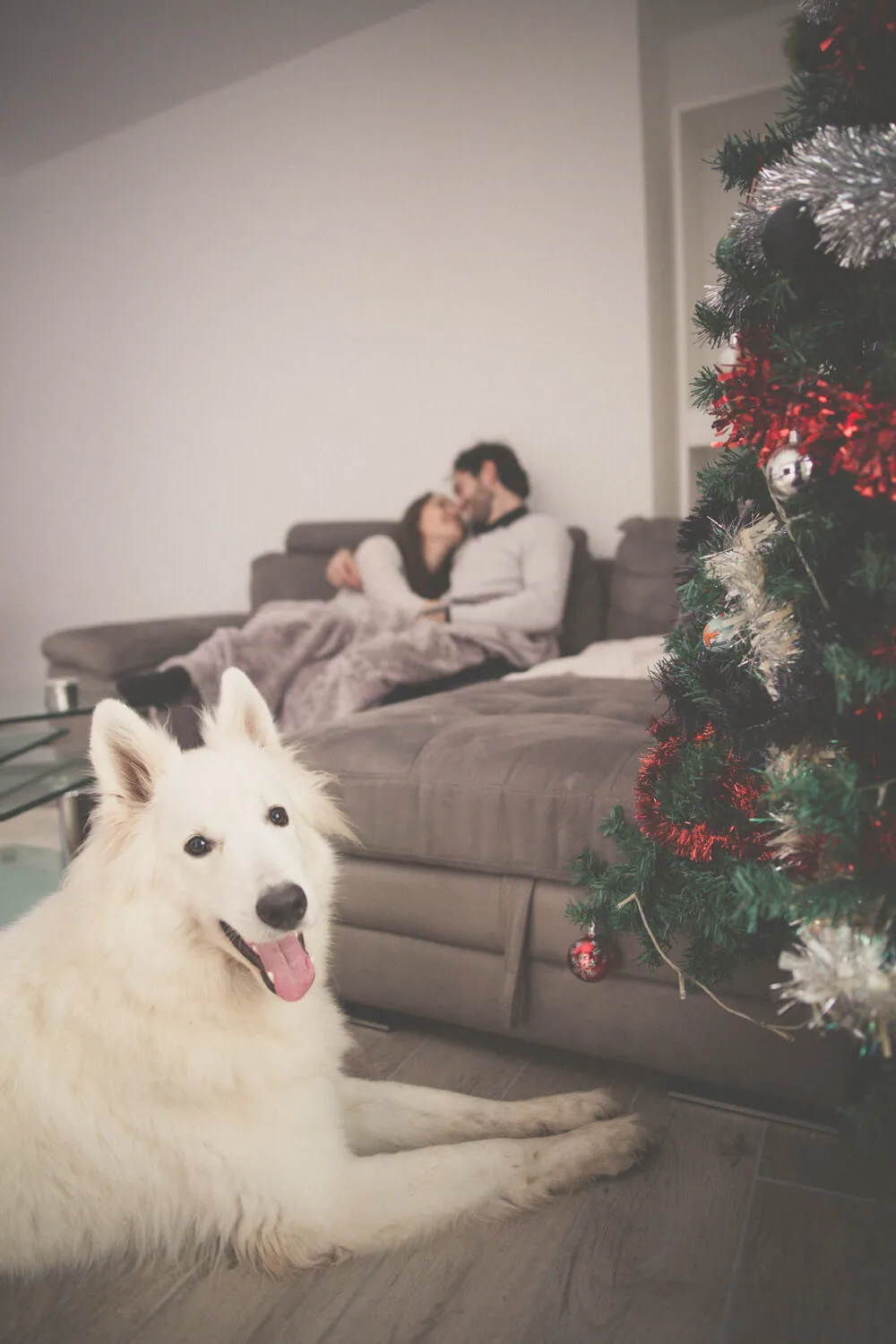 Photographie photographe-animaux-09-seance-photo-animaux-avec-nous-4