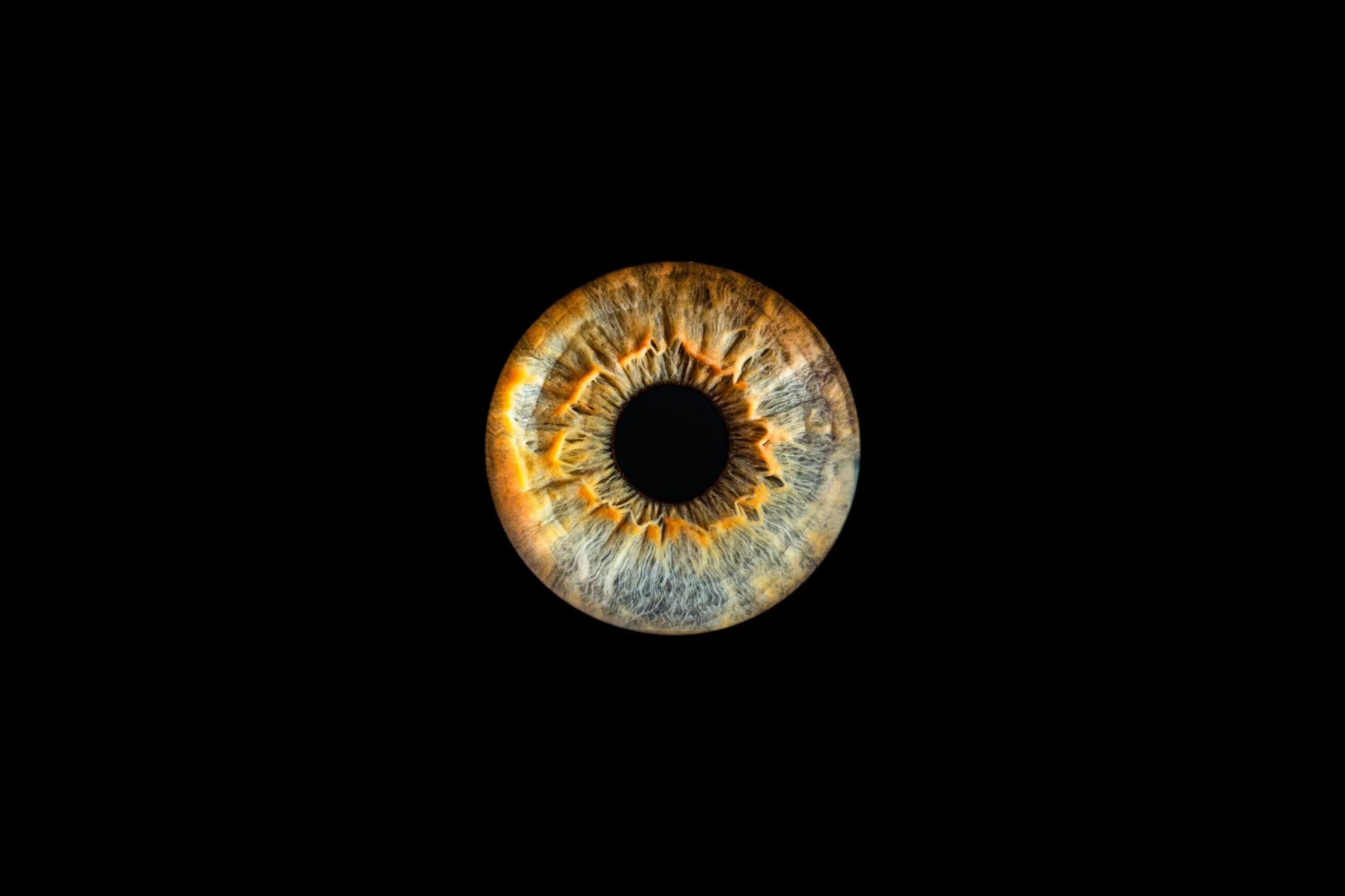 Photographie macro d'iris — Studio Instant de Vie