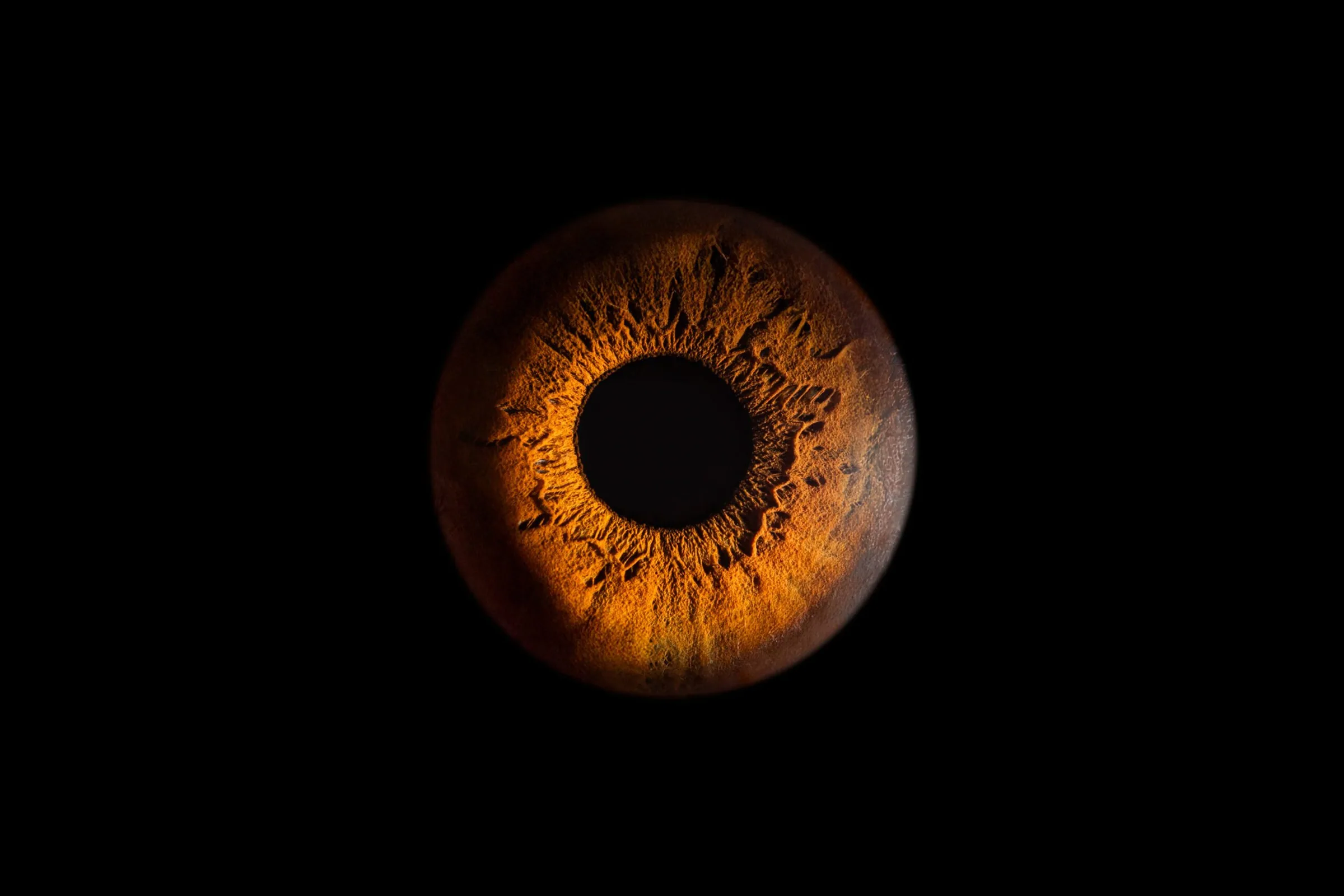 Photographie macro d'iris — Studio Instant de Vie