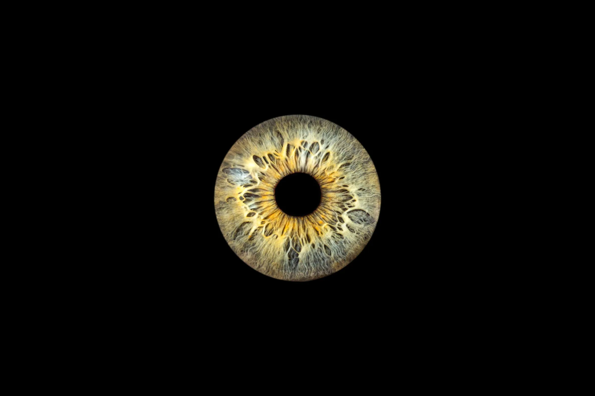 Photographie macro d'iris — Studio Instant de Vie