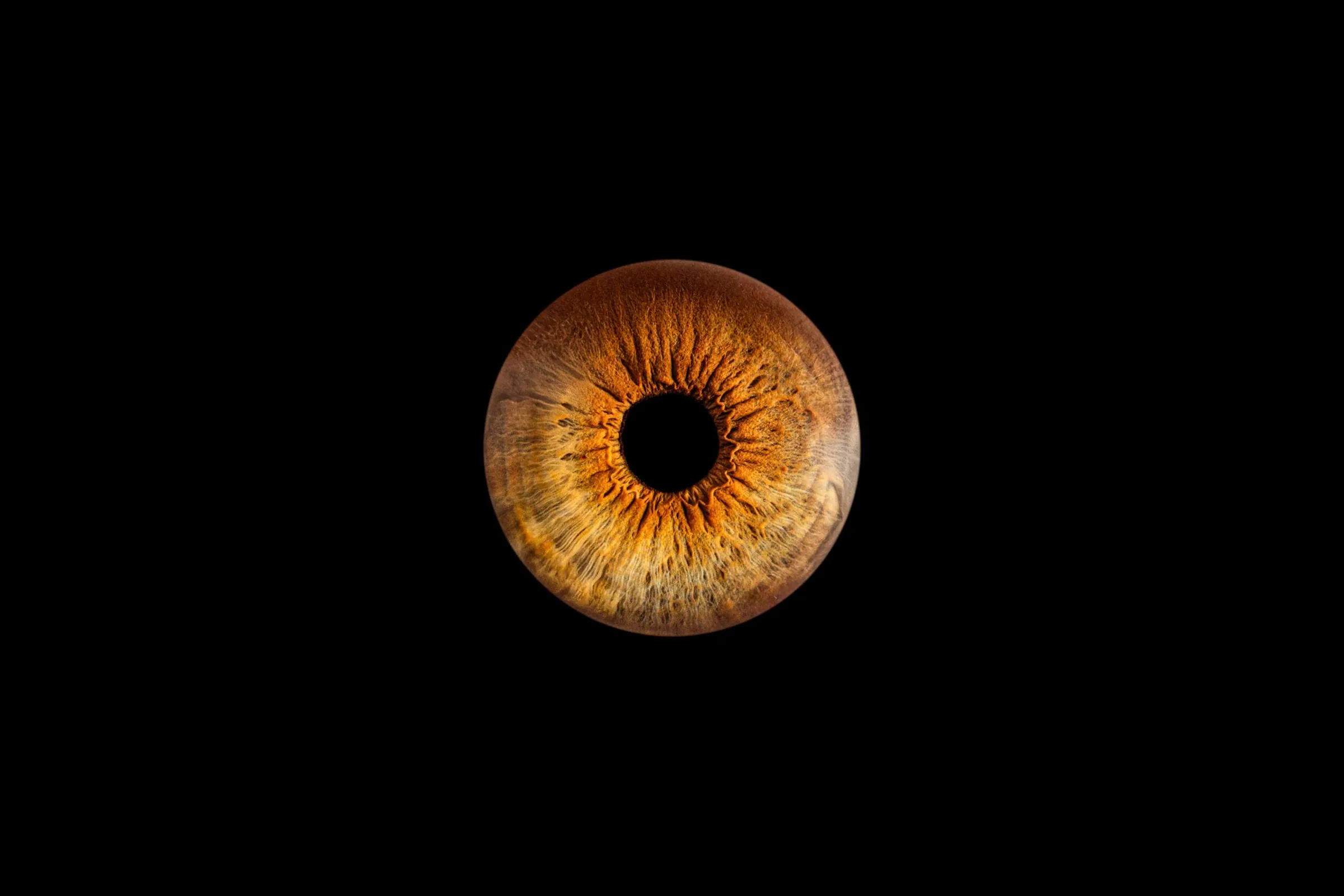 Photographie macro d'iris — Studio Instant de Vie