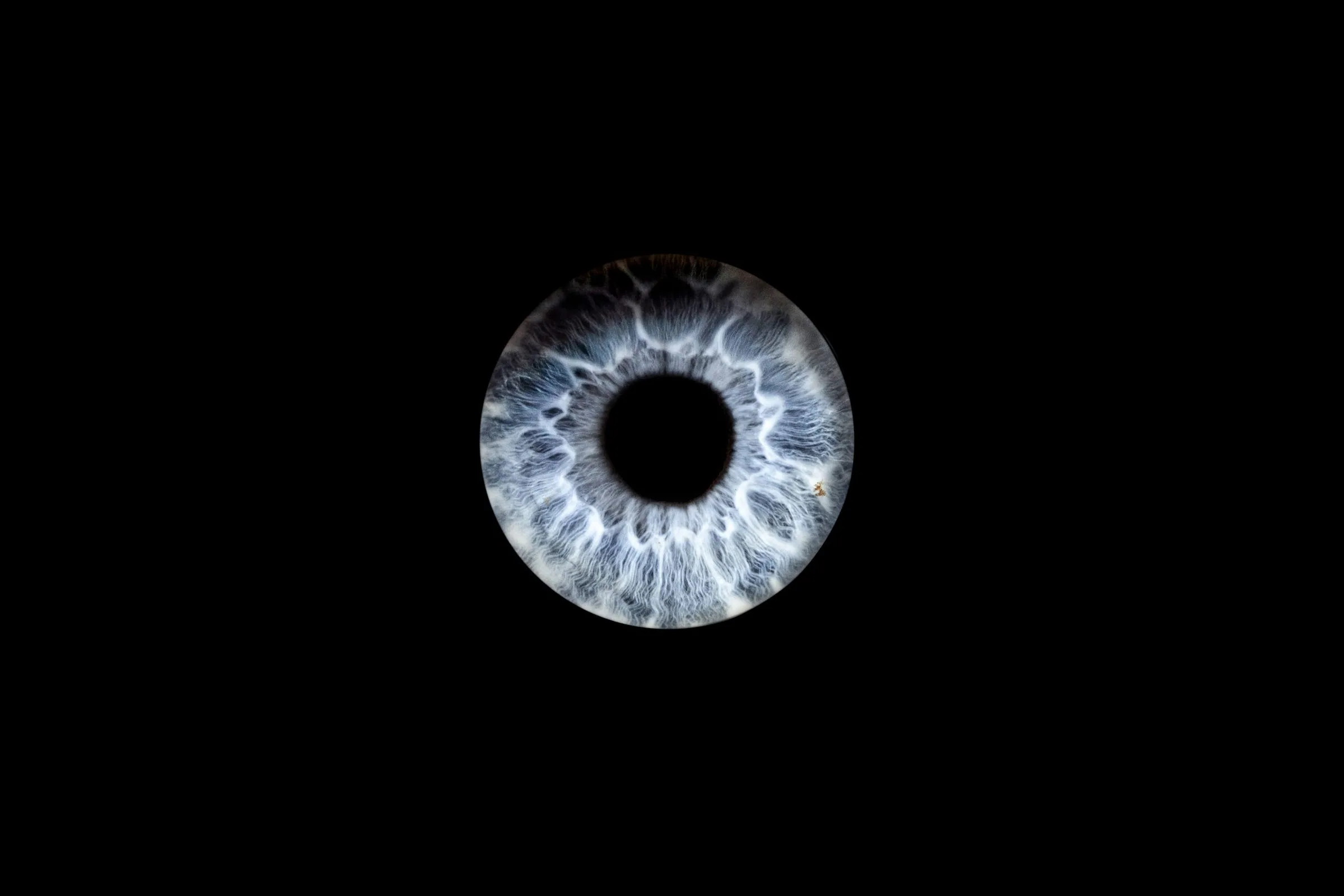 Photographie macro d'iris — Studio Instant de Vie