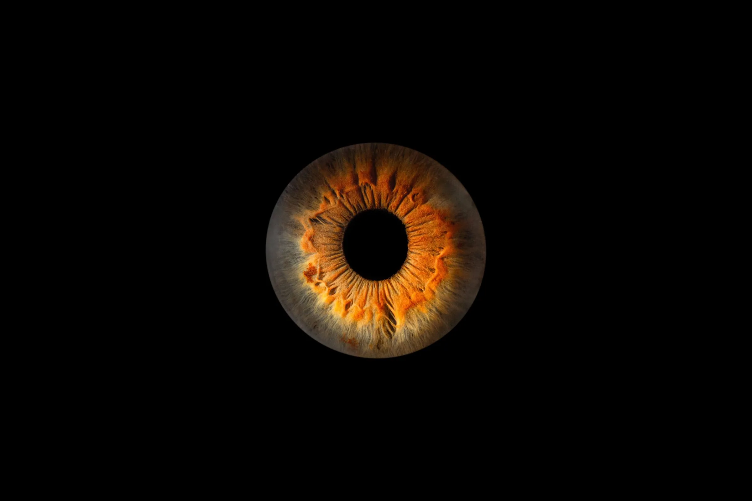 Photographie macro d'iris — Studio Instant de Vie